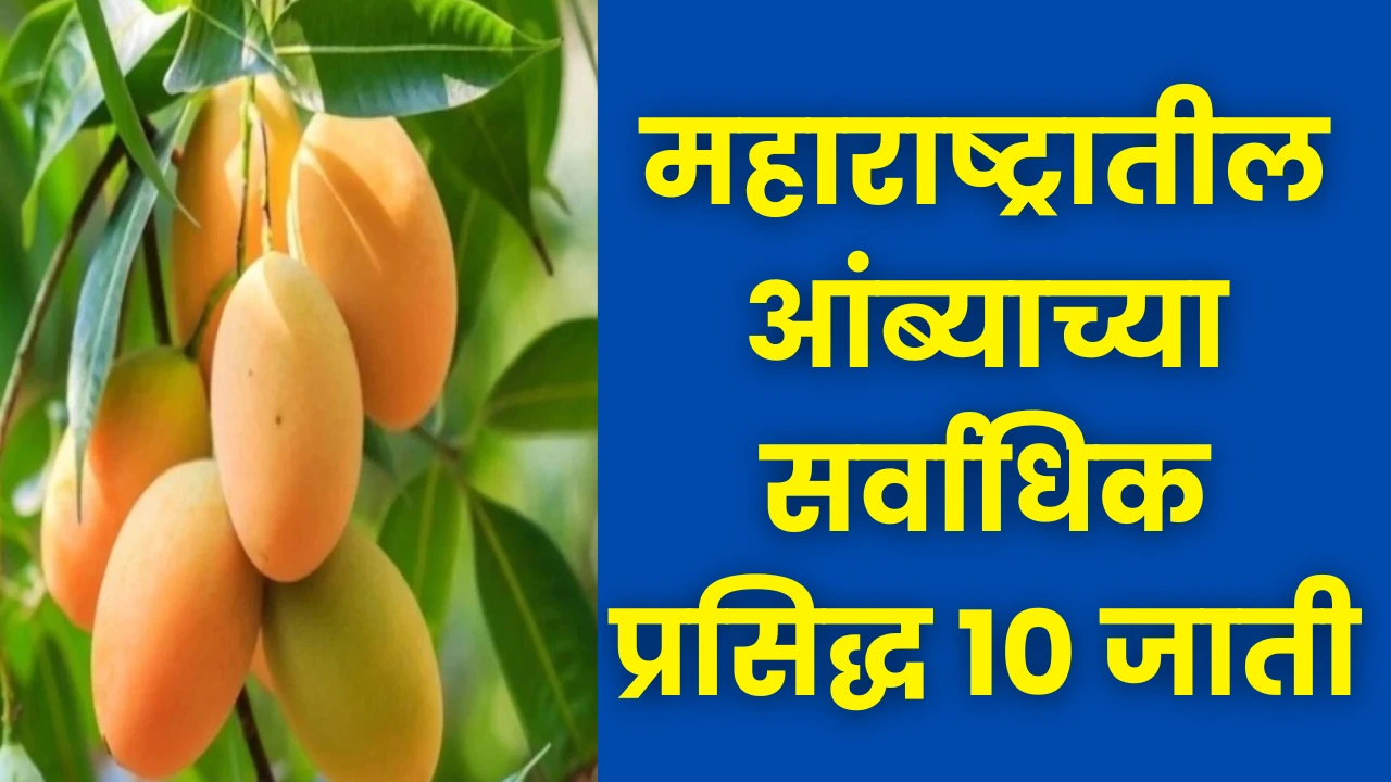 Variety of Mango in Maharashtra